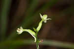 Small green wood orchid